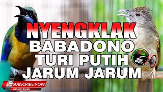 CUCAK CUNGKOK GACOR JERNIH VS KAPAS TEMBAK GACOR JERNIH PANJANG ! MASTERAN TERBAIK SAAT INI !!
