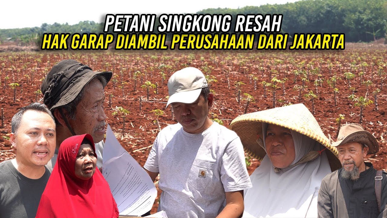 PETANI SINGKONG PENGGARAP TANAH PTPN RESAH | HAK GARAP DIAMBIL PERUSAHAAN DARI JAKARTA