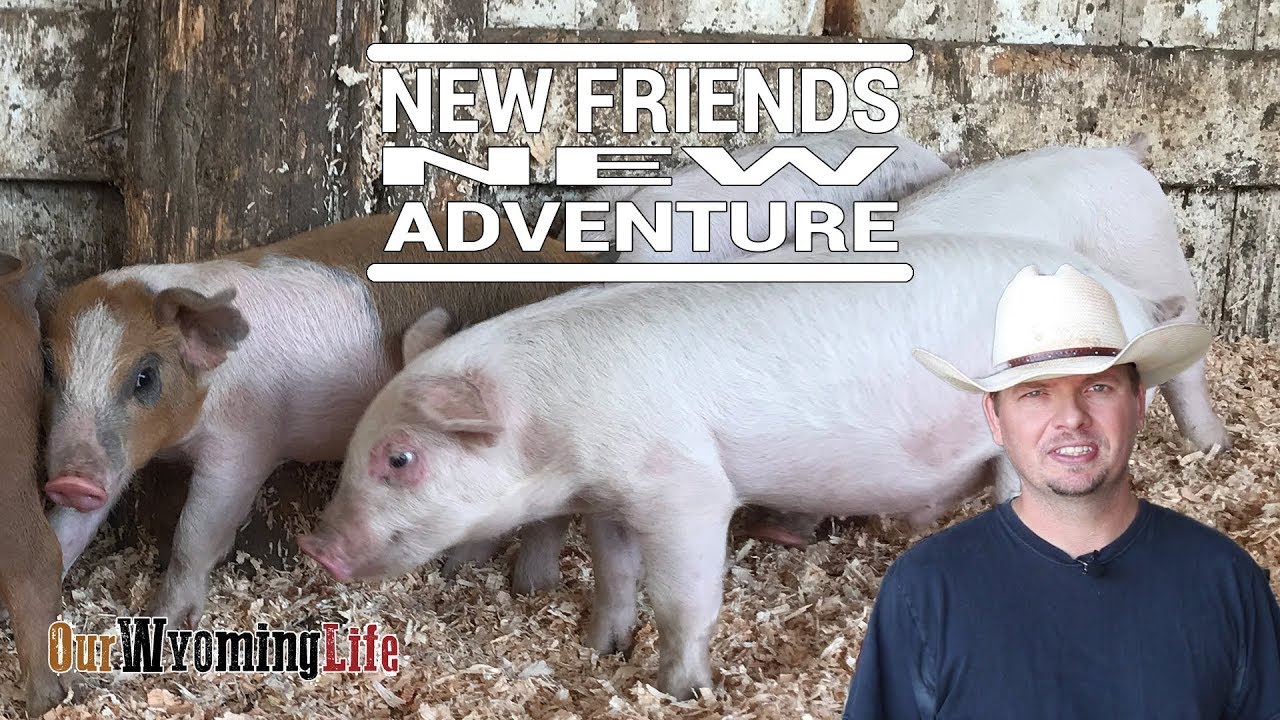 Meet the New Piglets as They Arrive on the Ranch