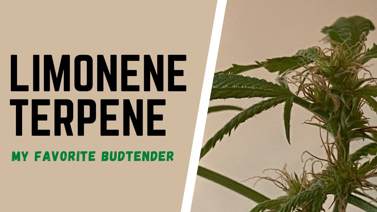 Limonene Terpene Cannabis - My Favorite Budtender