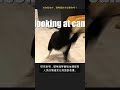 当你悲伤时，猫咪真的会安慰你吗？ #Shorts