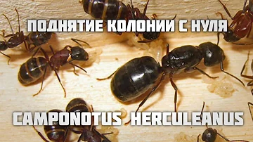 КАК ПОДНЯТЬ Camponotus herculeanus с нуля. Правильная зимовка. Муравьи древоточцы.