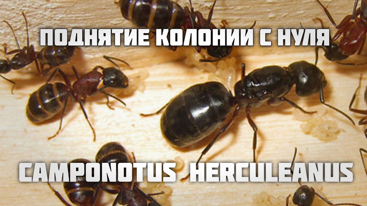 КАК ПОДНЯТЬ Camponotus herculeanus с нуля. Правильная зимовка. Муравьи древоточцы.