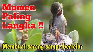 A rare moment for a hummingbird to build a nest until it lays eggs