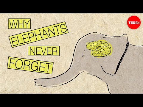 Video image: Why elephants never forget - Alex Gendler