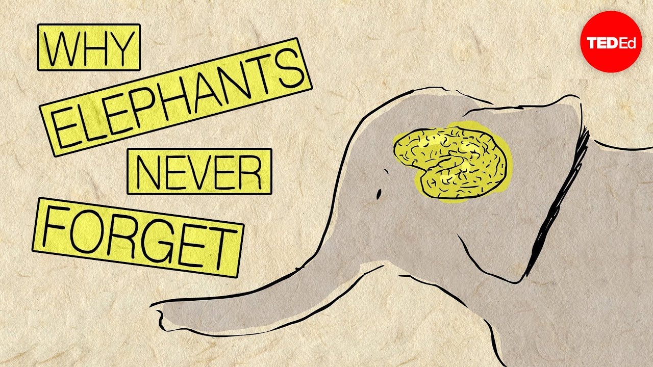 ⁣Why elephants never forget - Alex Gendler