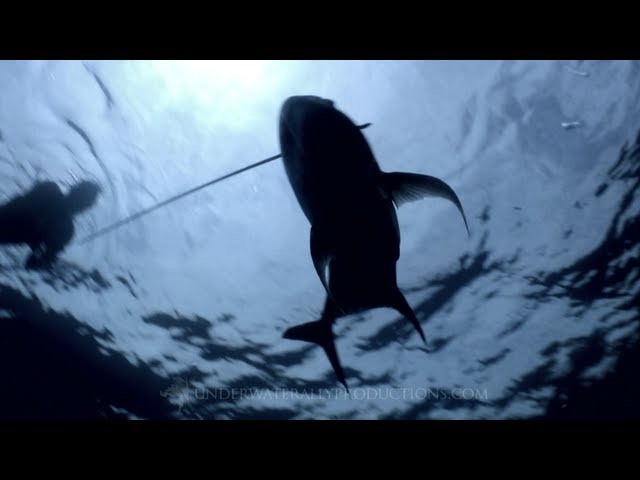 Spearfishing - 35lb Giant Trevally(Ulua)