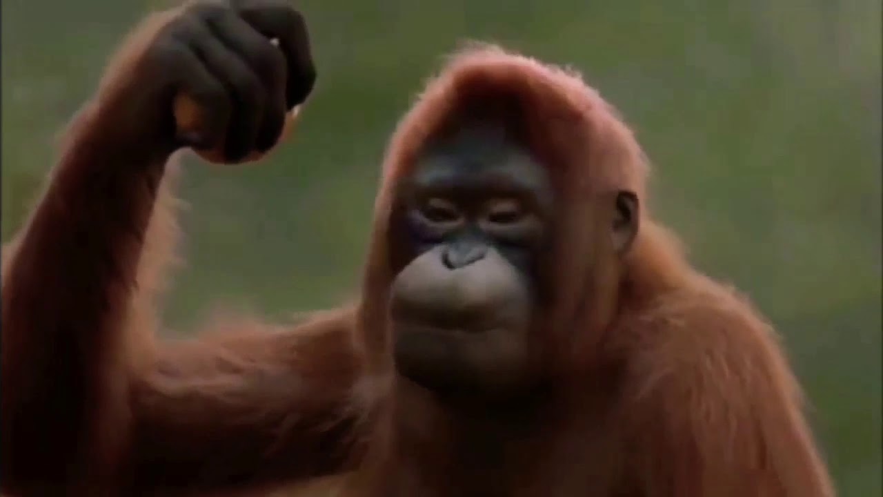 Wild Dance Monkey YouTube