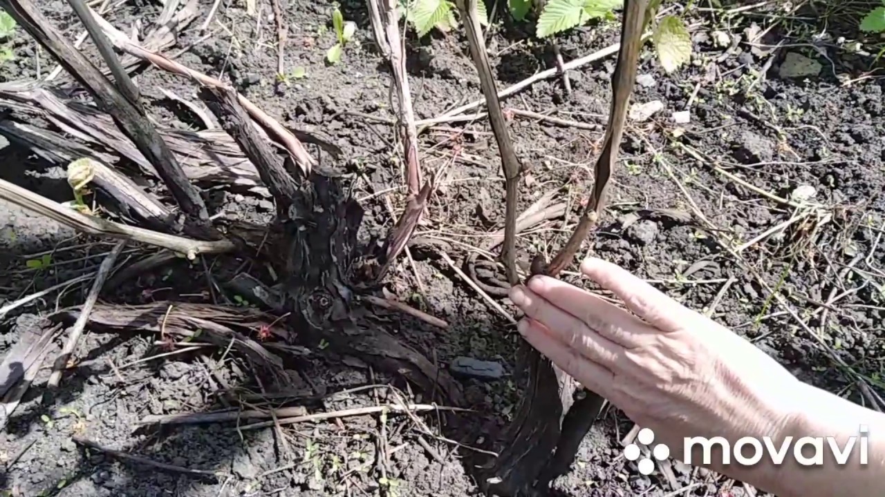 корни девичьего винограда. филлоксера на корнях винограда. корни винограда. корни девичьего винограда глубина. корневище винограда.
