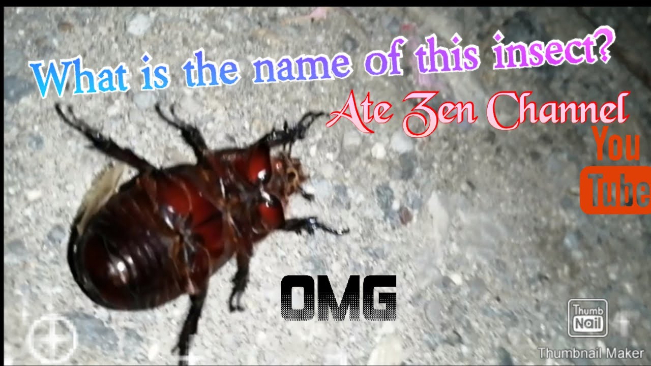 OMG, What is this insect??? | ATE ZEN CHANNEL - YouTube