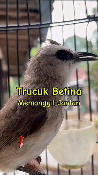 Pancingan Suara Burung trucuk betina memanggil jantan #shorts #birdsong #shortsvideo #birds #viral