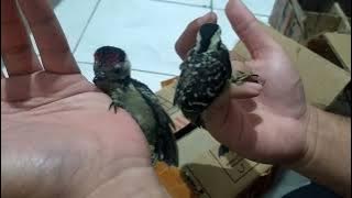 MEMBEDAKAN PELATUK BERAS ATAU PELATUK SAMPIT DENGAN PELATUK ULAM || AWAS TERTIPU!!