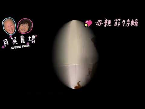 回鄉的我-媽媽請你也保重