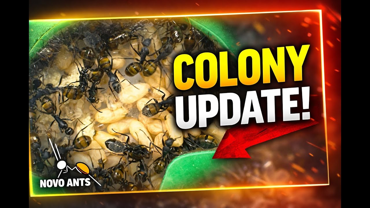 Golden Tail Sugar Ants Colony Update | Explosive Brood Growth!