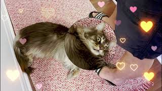 Cats can be possessive. This cat definitely is! by Born 2b Fluffy 88 views 3 months ago 11 seconds