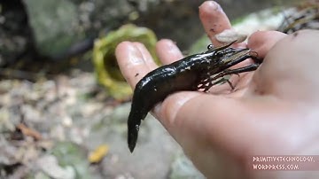 Primitive Technology: Freshwater Prawn Trap 💟💟💟