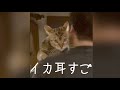 抱き方が違うと鳴き声が変わる猫 #shorts