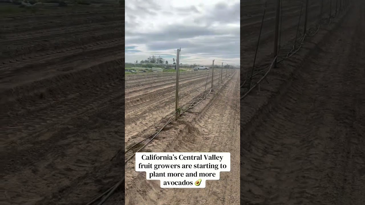 Frost protection for avocado trees