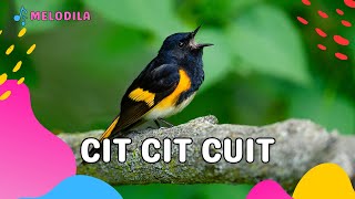 🔴 LAGU CIT CIT CUIT - Lagu Anak Kecil | Lagu Anak Indonesia | Lagu Anak Balita | Lagu Anak Populer