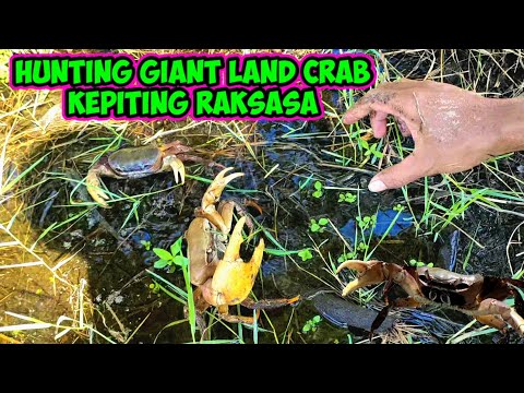 Proses Budidaya Kepiting Bakau: Cara Cepat Bikin Gemuk