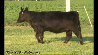 Lemenager Cattle Tax X10