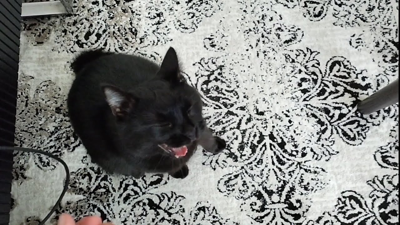 Кот Салем и волшебное слово \"кушать\" 😸 #cat #video #cats - YouTube