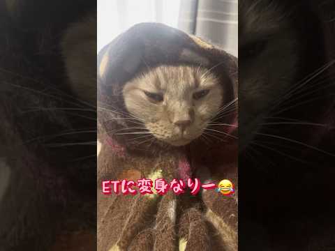 ETに変身した猫が可愛い😍#cat #猫 #ねこ #ネコ #川上麻衣子