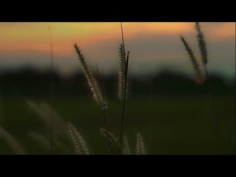 Relaxing Evening Nature Sounds | Soothing Night Ambience To Help You Relax & Fall Asleep Fast