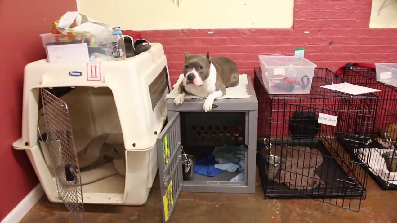 dog trainer in delhi Dog Training Duration Commands | Duration Place and Treadmill Practice