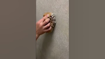 Tạo hiệu ứng sơn bê tông bằng bọt biển đơn giản | Tuấn Khang Pukaco