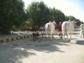 Amir Dilpasand Sibbi & Lal-Badshah on Road 2012