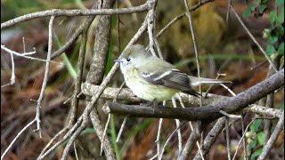 Hammond's Flycatcher Calling