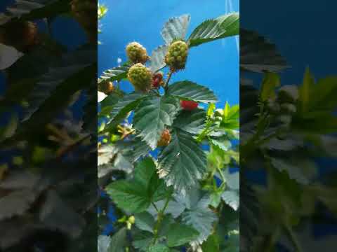 Video: Plantas de zarzamora invasoras: qué hacer con las zarzamoras llenas de maleza