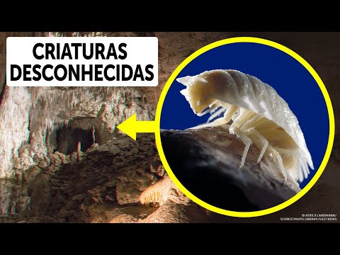 Vídeo: Caverna De Movile: Vida Sobrenatural Na Terra - Visão Alternativa