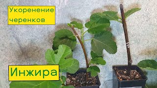 Укоренение черенков инжира наш опыт