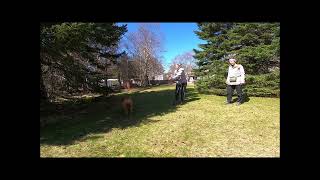 BAT LEASH SKILLS Hand over Hand by Jennie Murphy 16 views 13 days ago 1 minute, 38 seconds