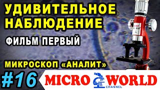 Микробы под микроскопом &quot;Аналит&quot;. Удивительное наблюдение - Фильм первый - MICRO WORLD #16