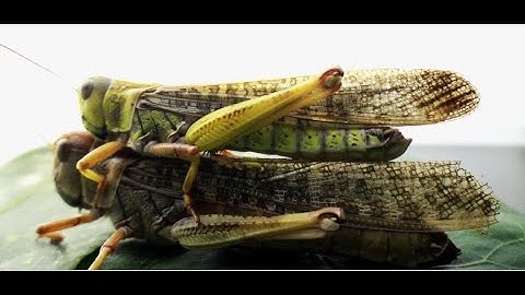 The Secret World of Grasshoppers | Nature Close-Up and live in Jungle