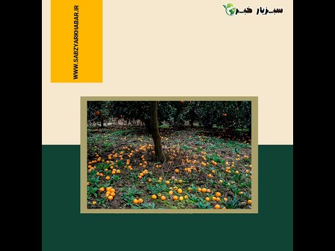 تصویری: ریزش گل در درختان لیمو: دلایل ریزش شکوفه های لیمو