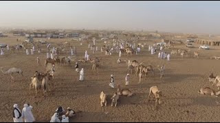 Sudan's El Molih market, a regional hub for dromedary trade screenshot 1