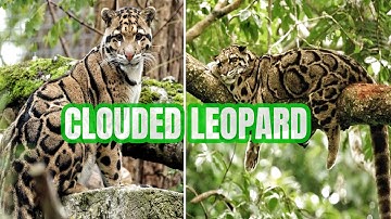 The Clouded Leopard 🐆 The Most Beautiful Cat You’ve Never Seen