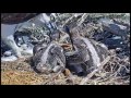 Tiny tail feathers on osprey chicks  May 27, 2017