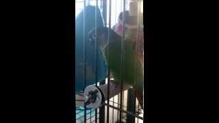 Midori dancing to the John Cena theme Midori dancing to the John Cena theme
