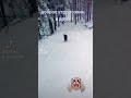 Можно ли со щенком гулять в зимнем лесу? Да, можно! И нужно!