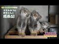 【東山動植物園公式】公開します！！マヌルネコの愛称投票スペシャル動画《 マヌルネコ 》