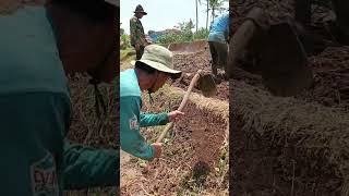 Making the rice field a bund ✨#fypシ゚viral #traditionalfarmer #vilagelife #ricefield