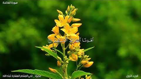 تلاوة مجودة لسورة الفاتحة _ لأبي المنتصر العشارة ثبته الله وسدده