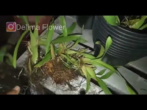 Menanam anggrek oncidium golden shower.