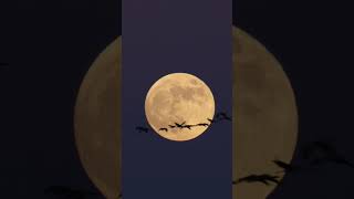 Sandhill cranes flying in front of the moon. #shorts