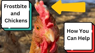 Chickens & Frostbite: How to Prevent It and Help Them Heal